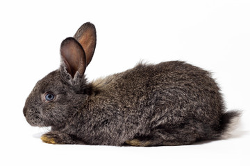 small fluffy grey rabbit isolated on white background, Easter Bunny. Hare for Easter close-up on a white background.