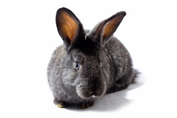 small fluffy grey rabbit isolated on white background, Easter Bunny. Hare for Easter close-up on a white background.