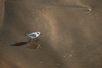 bird walking along the shore of a beach