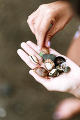 hands of a woman catching seashells