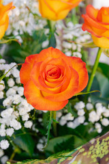 Orange roses bouquet, close view