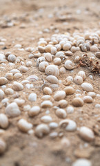 Fototapeta na wymiar variety of seashells on a beach