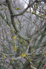  bare branches in green moss
