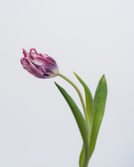 tulipani, appassiti, colore © sambea