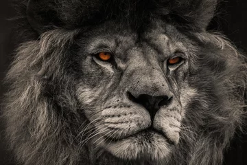 Zelfklevend Fotobehang Lion © Marek