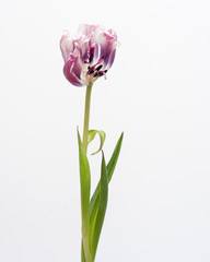 tulipani, appassiti, colore