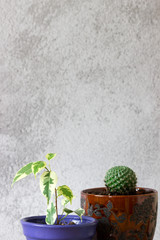 Various indoor plants on a background of gray concrete wall.
