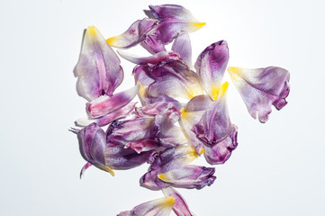 tulipani, appassiti, colore