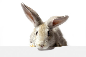 a grey furry rabbit looks at the sign. Isolated on a white background. Easter bunny . The hare looks at the sign.