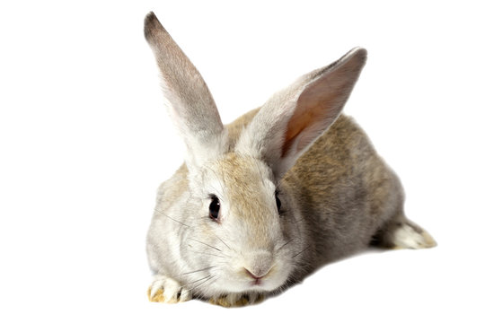 a small fluffy grey rabbit isolated on a white background. Easter Bunny for the spring holidays.