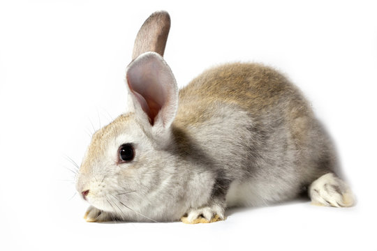 a small fluffy grey rabbit isolated on a white background. Easter Bunny for the spring holidays.