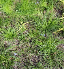 Young green grass in the meadow on a spring sunny day