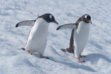 Gentoo penguins returning to the ocean to feed from their rookeries uphill. Neko Harbor, Antarctic Peninsula