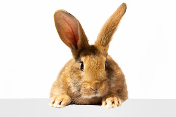 Red fluffy rabbit looks at the sign. Isolated on white background Easter bunny. Red hare for advertising.