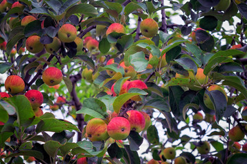 Apple tree with ripe red fruits close-up. Beautiful red-ripe apples on the branch.