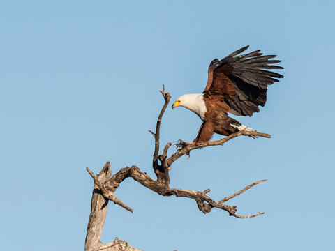 An adult African fish-eagle (Haliaeetus vocifer), landing in a tree in Chobe National Park, Botswana