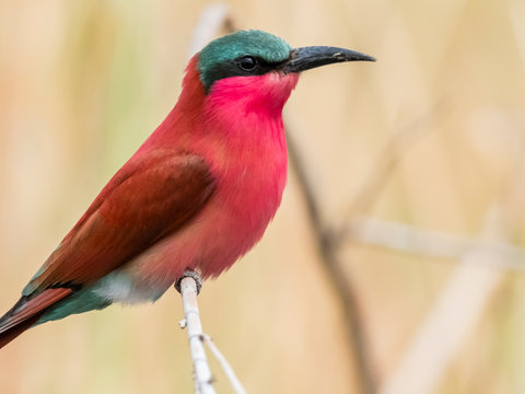 An adult southern carmine bee-eater (Merops nubicoides), in Chobe National Park, Botswana