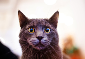 Portrait of British shorthair grey cat. Embarrassed, surprised and shocked look