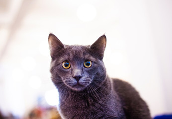 Portrait of British shorthair grey cat. Embarrassed, surprised and shocked look