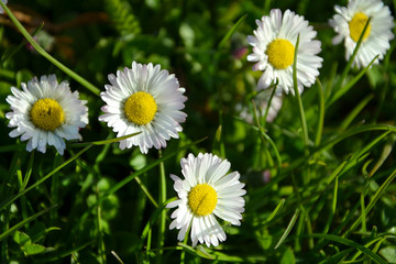 Obraz premium field of daisies beautiful flowers in the garden