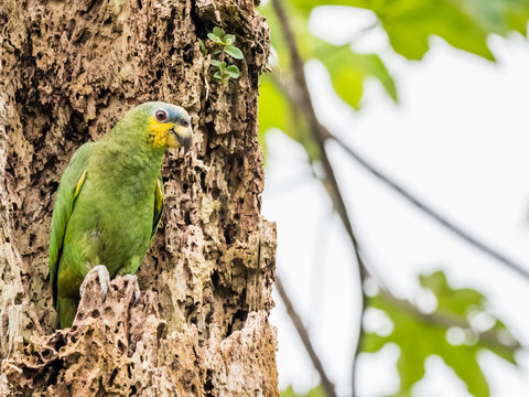 An adult orange-winged parrot (Amazona amazonica), in Iricahua Cano, Amazon Basin, Loreto, Peru