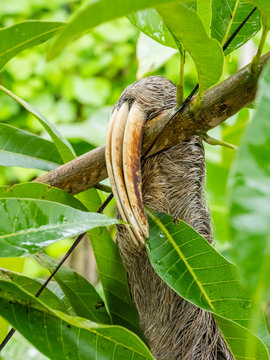 Adult brown-throated sloth (Bradypus variegatus), three toe detail, San Francisco, Amazon Basin, Loreto, Peru