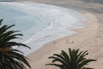 palm tree on the beach