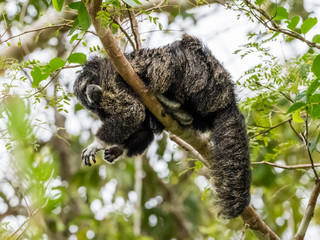 An adult monk saki monkey (Pithecia monachus), near the Oxbow lake Atun Poza, Iquitos, Peru