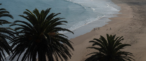 palm trees on the beach