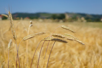 Barley on an agricultural field in the summer