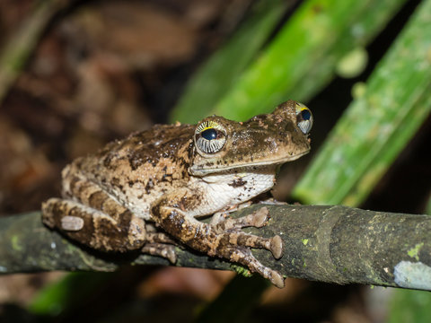 An adult Manaus slender-legged treefrog (Osteocephalus taurinos), Ucayali River, Pacaya Samiria Reserve, Loreto, Peru