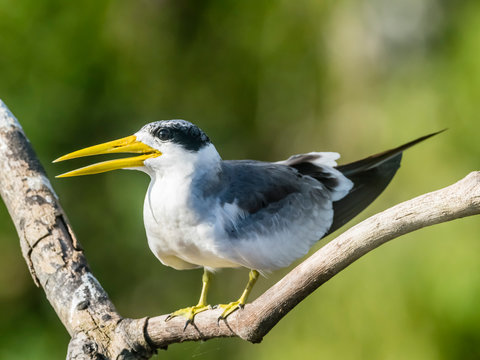 Large-billed tern (Phaethusa simplex) perched on the Rio Yanayacu, Amazon Basin, Loreto, Peru