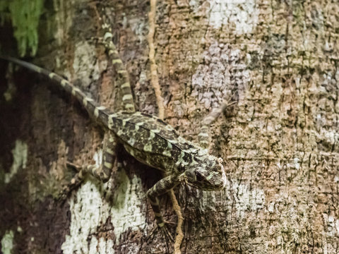 Adult collared tree runner (Tropidurus plica), Yanayacu River, Amazon Basin, Loreto, Peru