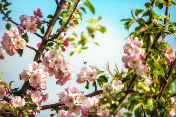 Blooming young wild apple tree on a spring day