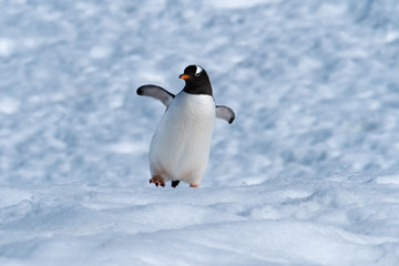 A gentoo penguin climbing snowy hills back to the rookery in Neko Harbor, a spectacular inlet of the Antarctic Peninsula