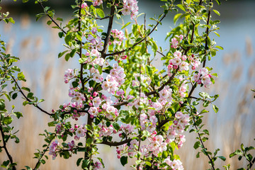 Spring landscape with a blooming young wild apple tree by the river