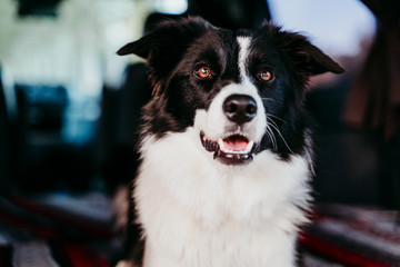 cute border collie dog relaxing in a van. travel concept