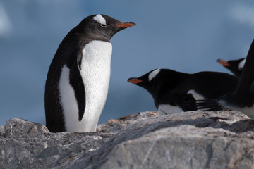 Closeup of a gentoo penguin, Neko Harbor, an inlet of the Antarctic Peninsula