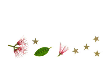 red Pohutukawa tree flowers with golden stars isolated on white background