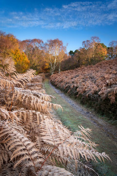 Autumn sunlight and hoar frost on trees and woodland at Birch Hagg Wodd in Farndale, The North Yorkshire Moors, Yorkshire