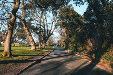 Obraz premium A Road In The Forest, Malahide