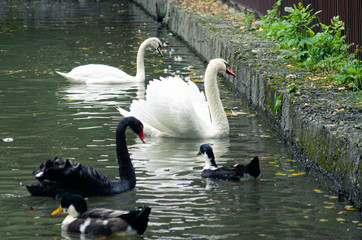 Family of swans in summer time, river, lake, pond, Europe