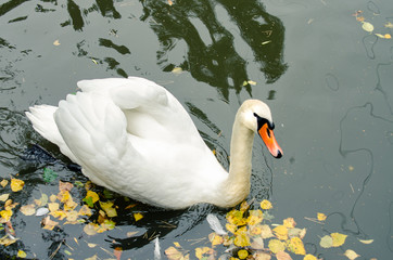 Naklejka premium Beautiful white Swan in autumn lake.
