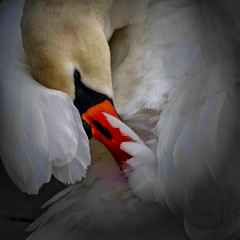 Łabędź niemy (Cygnus olor) © michalsen