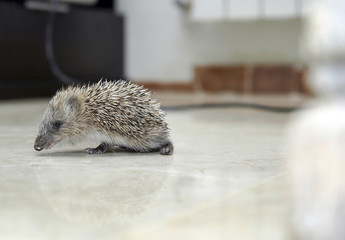 pequeño erizo caminando por el suelo de mármol de una casa