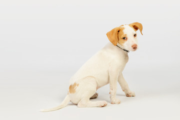 tierno cachorro de perro podenco de color blanco y marrón aislado sobre fondo blanco
