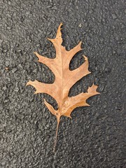 Oak leaf falls on driveway