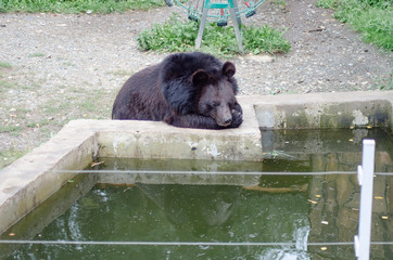 Brown bear sitting on the rock near pool, rainy day