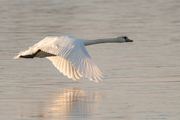 Swan flying low over the ice