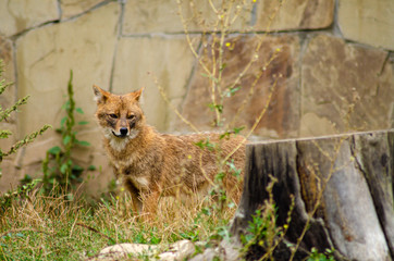 The golden jackal (Canis aureus), also known as the Eurasian golden jackal, common jackal, Asiatic jackal or reed wolf